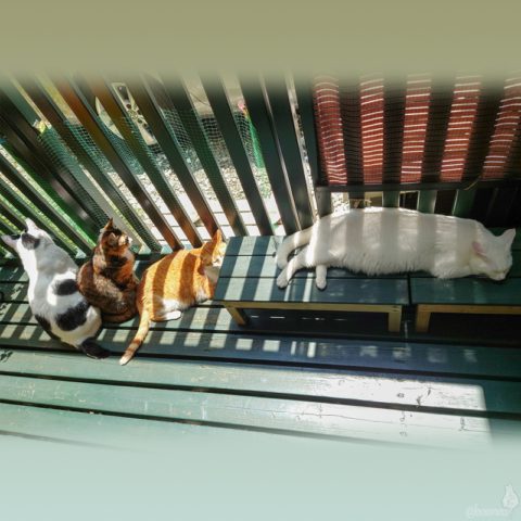 coco & fumi & Lin & Ryu