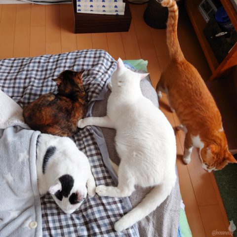 coco & Lin & fumi & Ryu