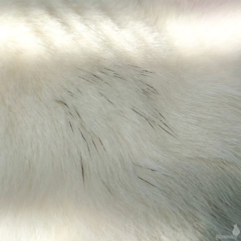 キトンキャップ Ryu