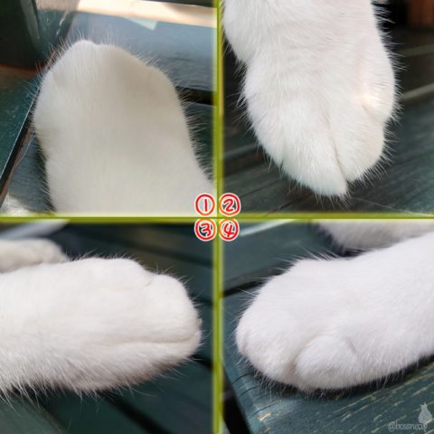 coco & fumi & Lin & Ryu