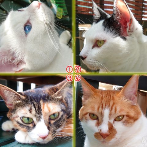 coco & fumi & Lin & Ryu