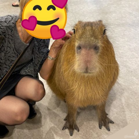 カピバラくん