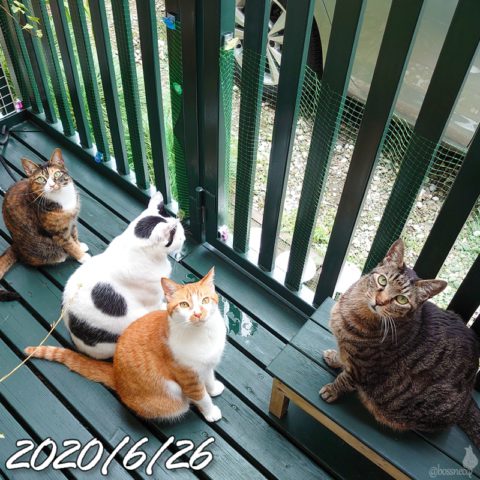 mark & coco & fumi & Lin