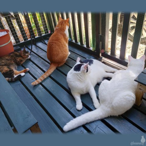 coco & fumi & Lin & Ryu