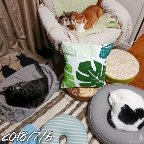 mark & coco & fumi & Lin