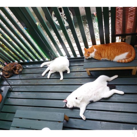 coco & fumi & Lin & Ryu