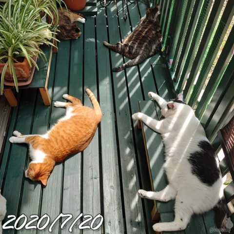 mark & coco & fumi & Lin