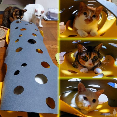 coco & fumi & Lin & Ryu