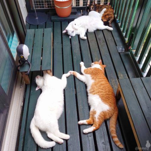 coco & fumi & Lin & Ryu