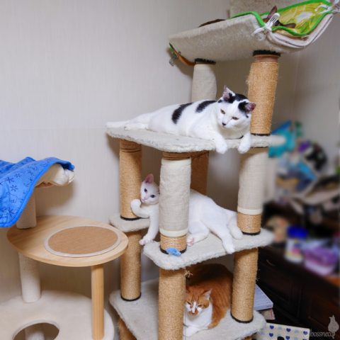 coco & fumi & Lin & Ryu