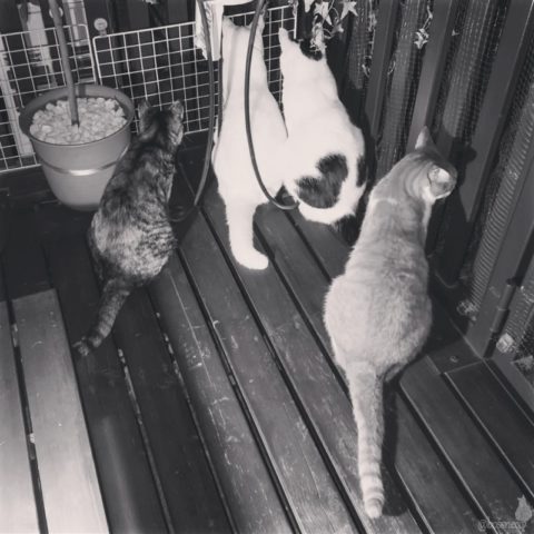 coco & fumi & Lin & Ryu