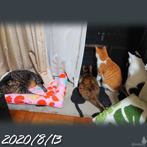 mark & coco & fumi & Lin