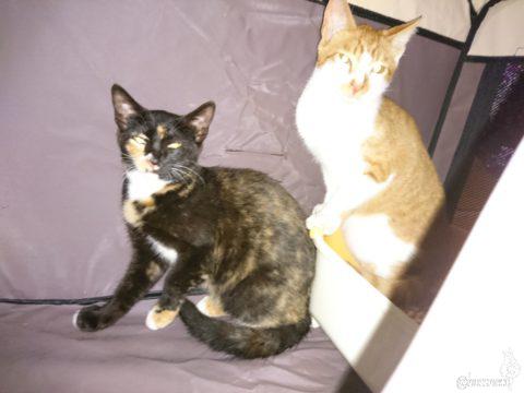 まだ名前はない