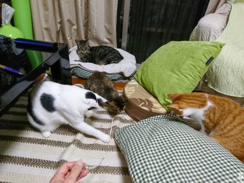 mark & coco & fumi & Lin