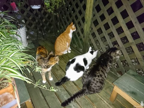 mark & coco & fumi & Lin