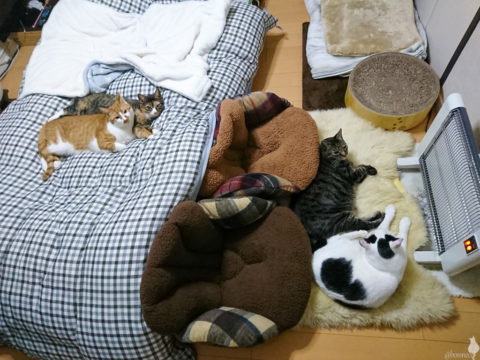 mark & coco & fumi & Lin