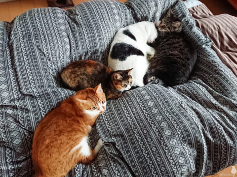 mark & coco & fumi & Lin