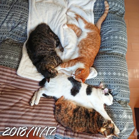 mark & coco & fumi & Lin