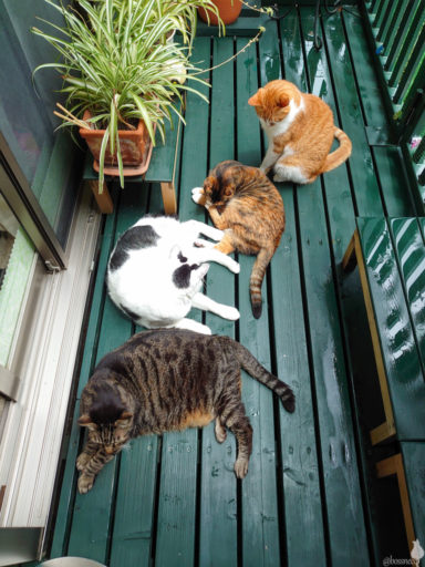 mark & coco & fumi & Lin