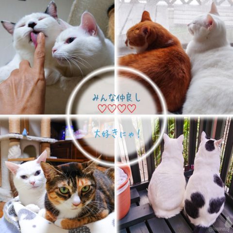 coco & fumi & Lin & Ryu