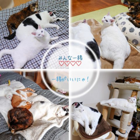 coco & fumi & Lin & Ryu