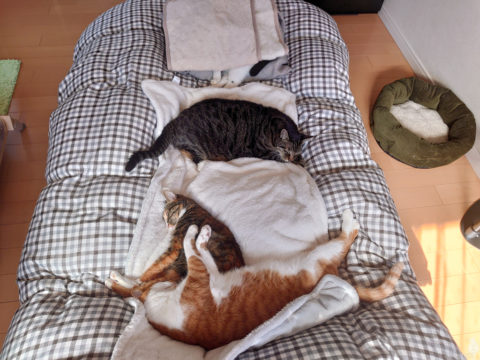 mark & coco & fumi & Lin