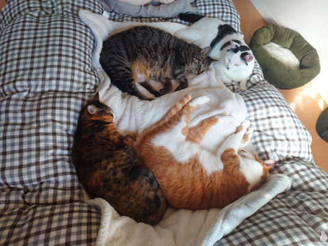 mark & coco & fumi & Lin