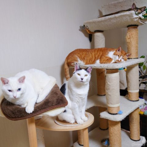 coco & fumi & Ryu