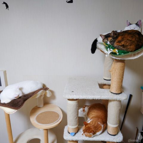 coco & fumi & Lin & Ryu