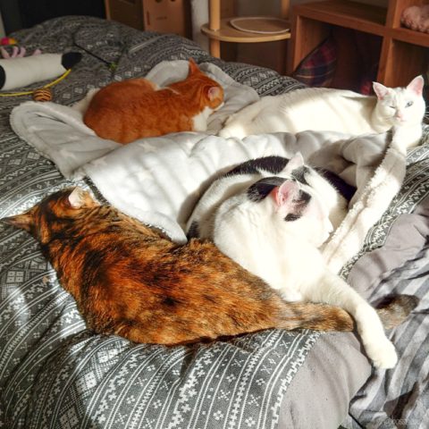 coco & fumi & Lin & Ryu