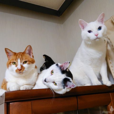 coco & fumi & Ryu