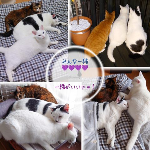 coco & fumi & Lin & Ryu