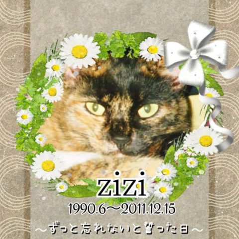 zizi
