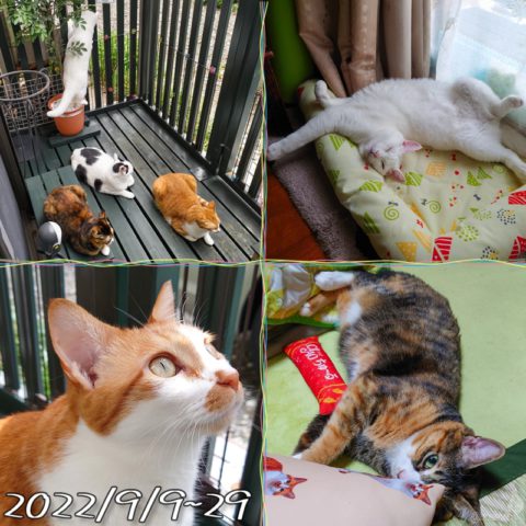 coco & fumi & Lin & Ryu