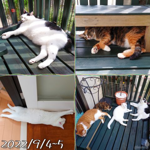 coco & fumi & Lin & Ryu