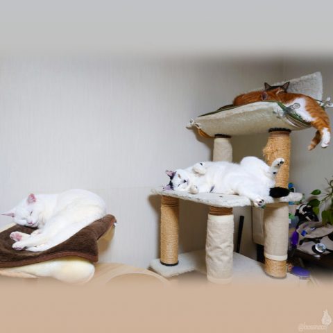 coco & fumi & Lin & Ryu