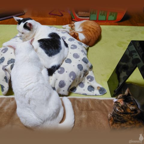 coco & fumi & Lin &  Ryu