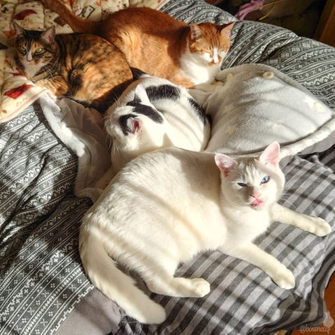 coco & fumi & Lin & Ryu