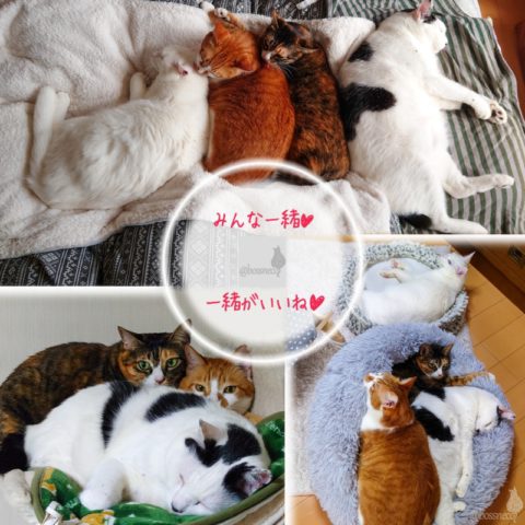 coco & fumi & Lin & Ryu