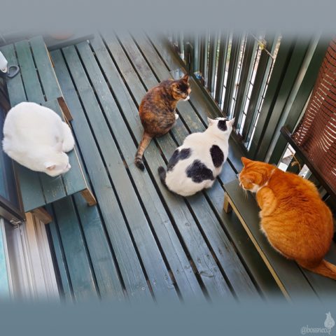 coco & fumi & Lin & Ryu