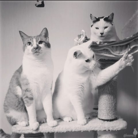 coco & fumi & Ryu
