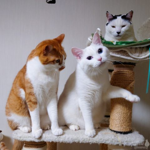 coco & fumi & Ryu