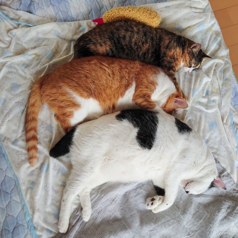 coco & fumi & Lin & エビフライ