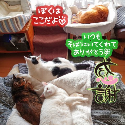 coco & fumi & Lin & Ryu