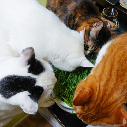 coco & fumi & Lin & Ryu