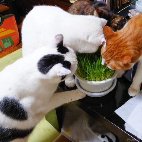 coco & fumi & Lin & Ryu