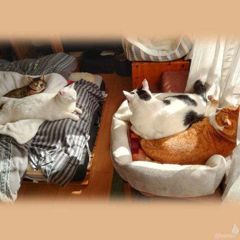 coco & fumi & Lin & Ryu