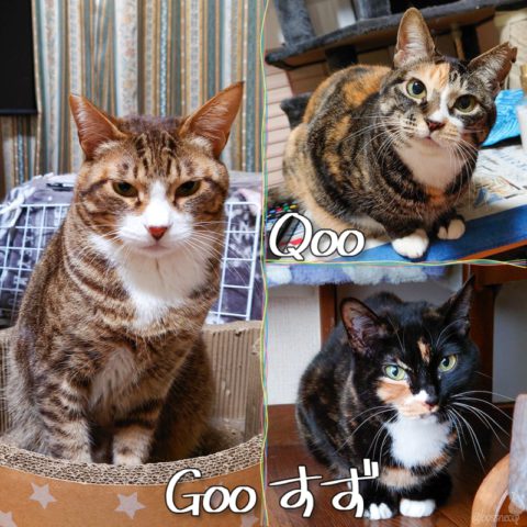 すず & Qoo & Goo