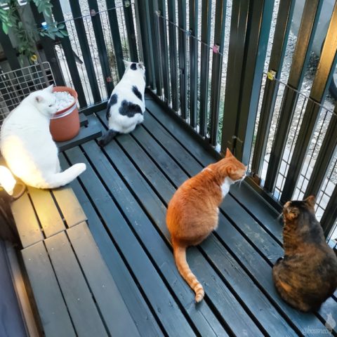 coco & fumi & Lin & Ryu