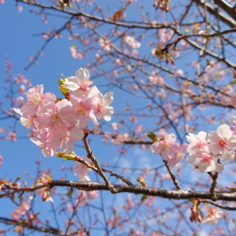 河津桜